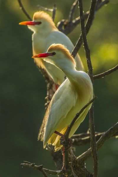Florida Two cattle egrets in breeding plumage